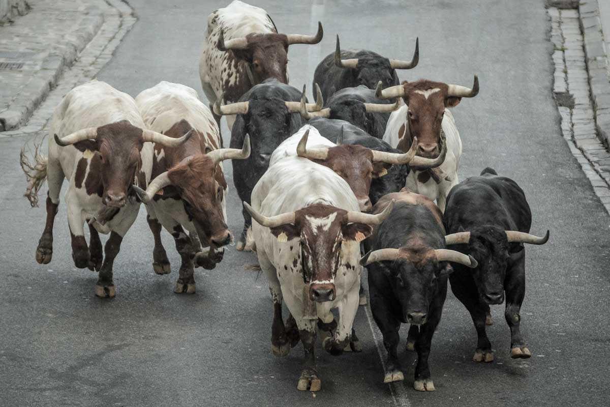 Bulls running in Pamplona Spain
