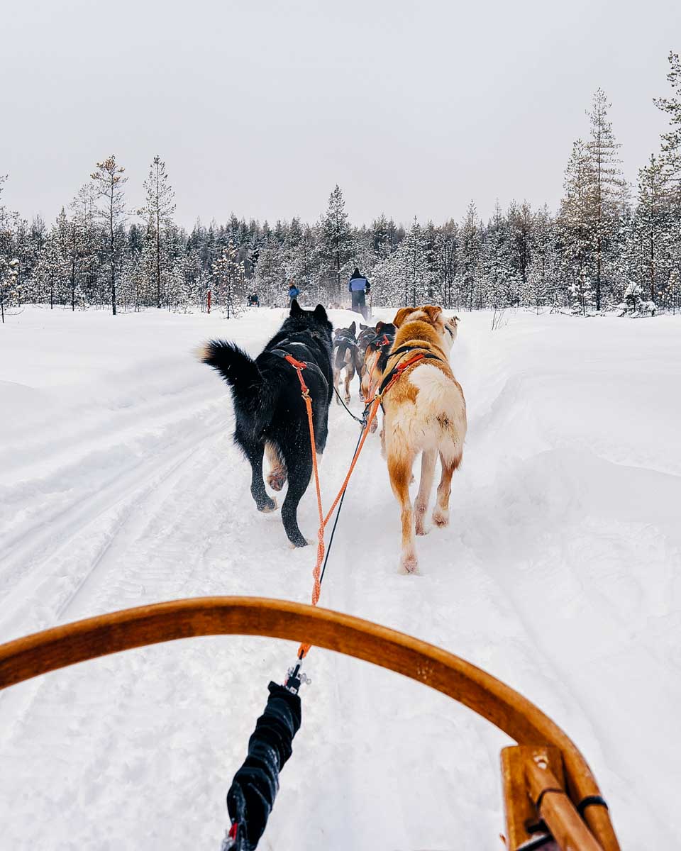 Sled-dogs-on-a-tour-in-Tromso-Norway