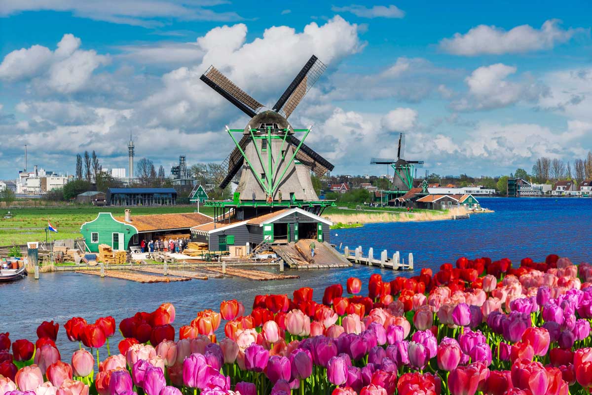Windmills and tulips in the Netherlands