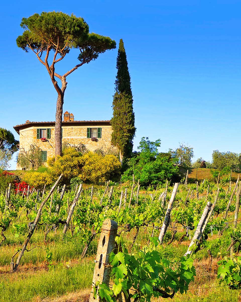 A-vineyard-in-Tuscany-Italy