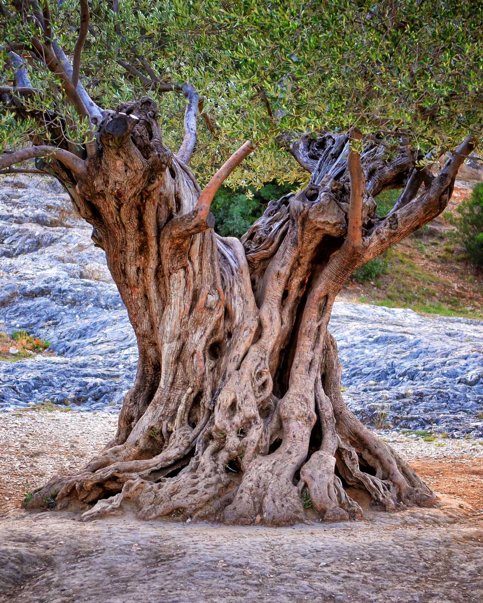 An-olive-tree-seen-on-a-tour-from-Crete-Greece