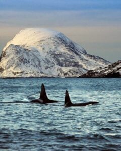 Killer-Orca-whale-seen-on-a-tour-near-Tromso-Norway