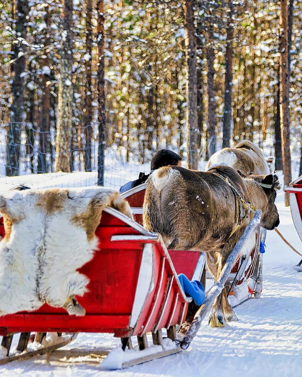 People-in-Reindeer-sledge-caravan-in-winter-Rovaniemi-Finland
