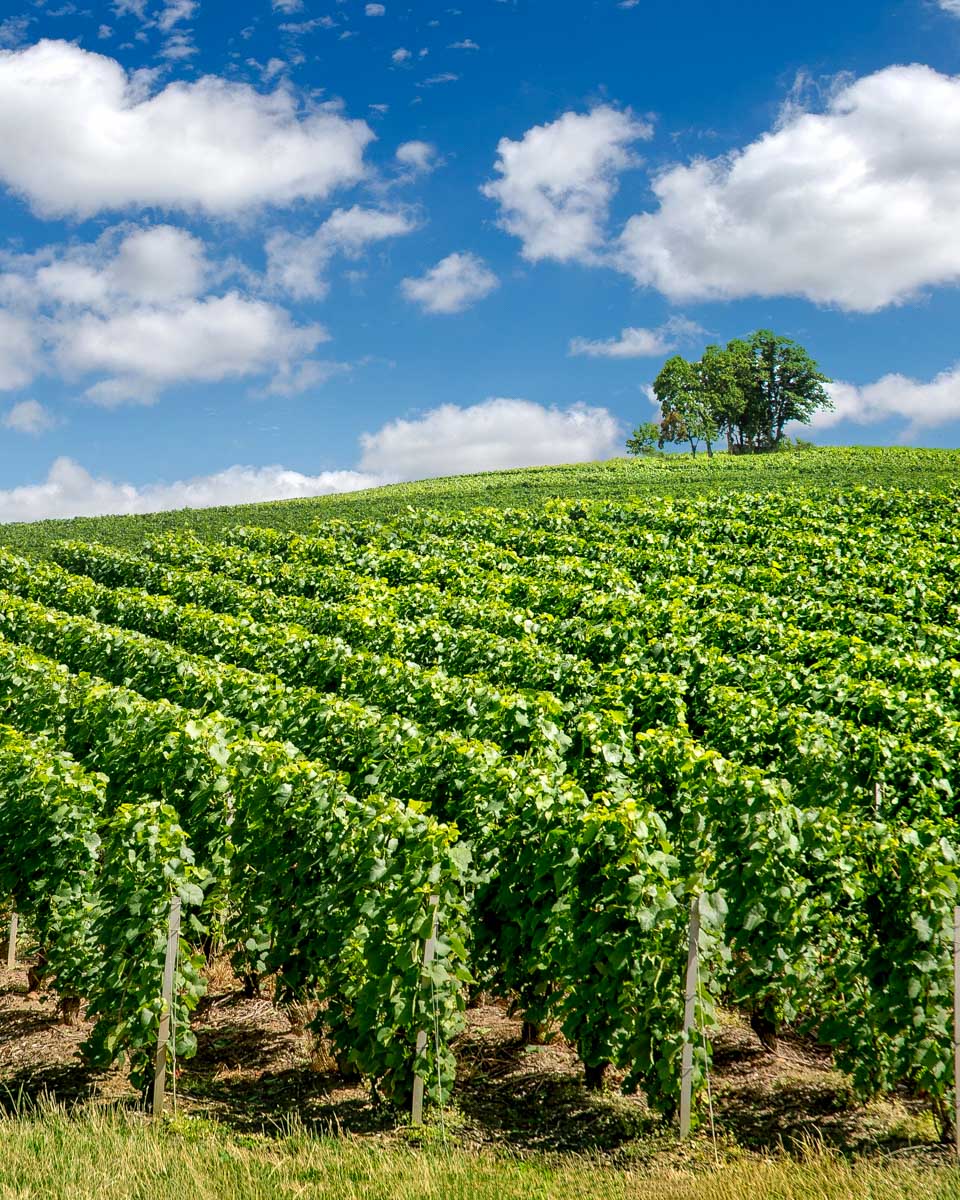 Vineyard-in-Remis-France-on-a-wine-tour