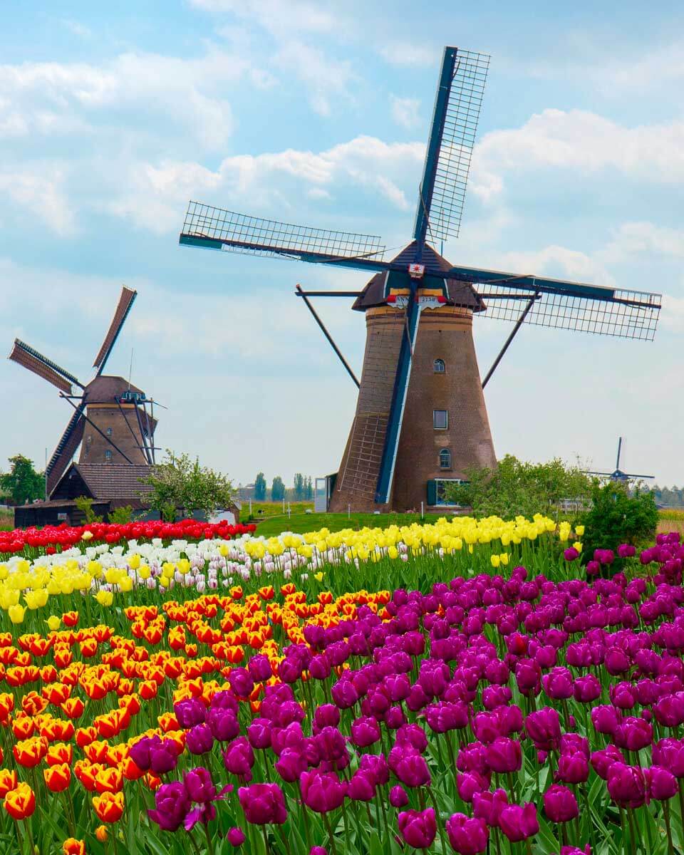 Windmills and tulips seen in the Netherlands