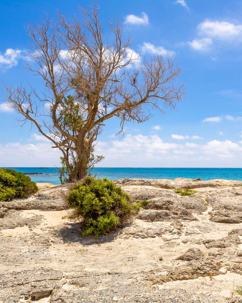 Elafonisi-Pink-Sand-Beach-and-a-tree-seen-on-a-tour-from-Crete-Greece