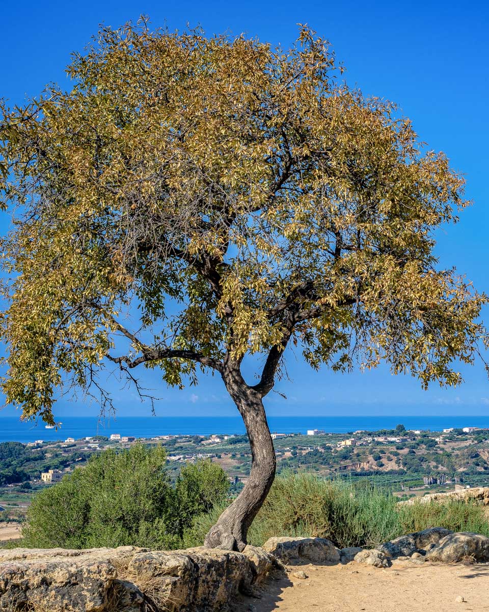 Valley-of-the-Temples-in-Agrigento-Sicily-Italy