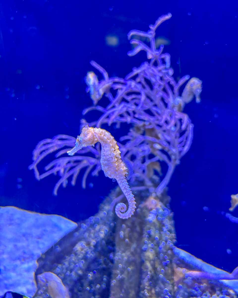 A-seahorse-at-the-National Aquarium of Denmark in Copenhagen Denmark