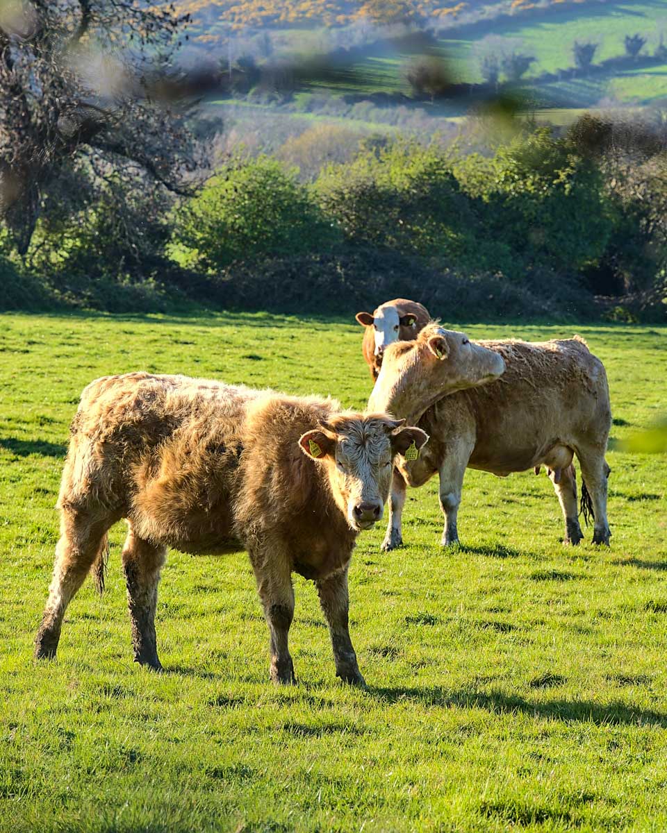 Cows grazing in a pasture in the countrysied of Dublin Ireland