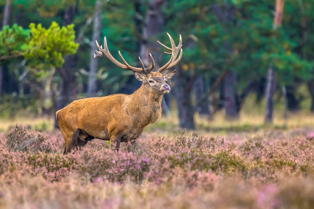 A deer in De Hoge Veluwe Netherlands