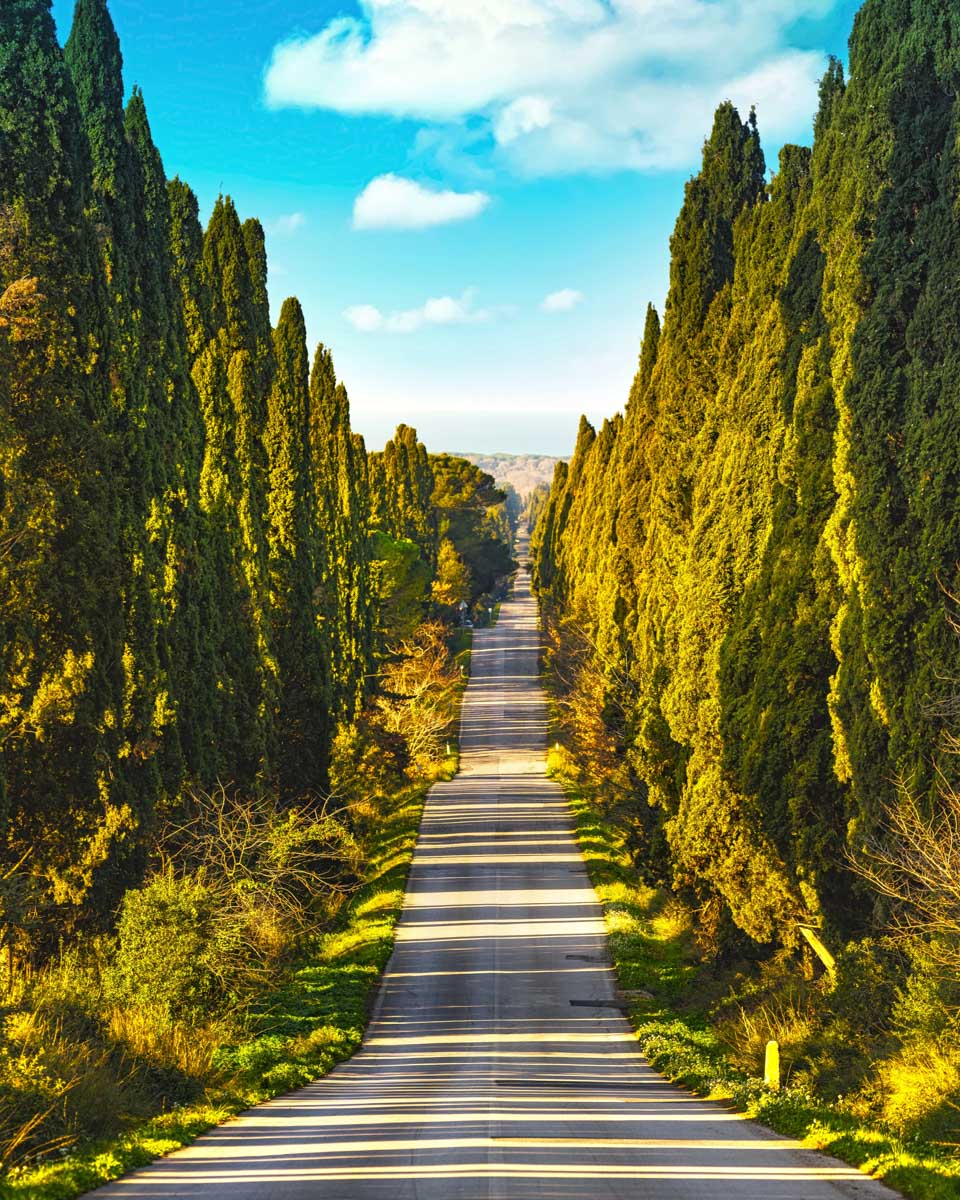 Bolgheri famous cypresses tree straight boulevard