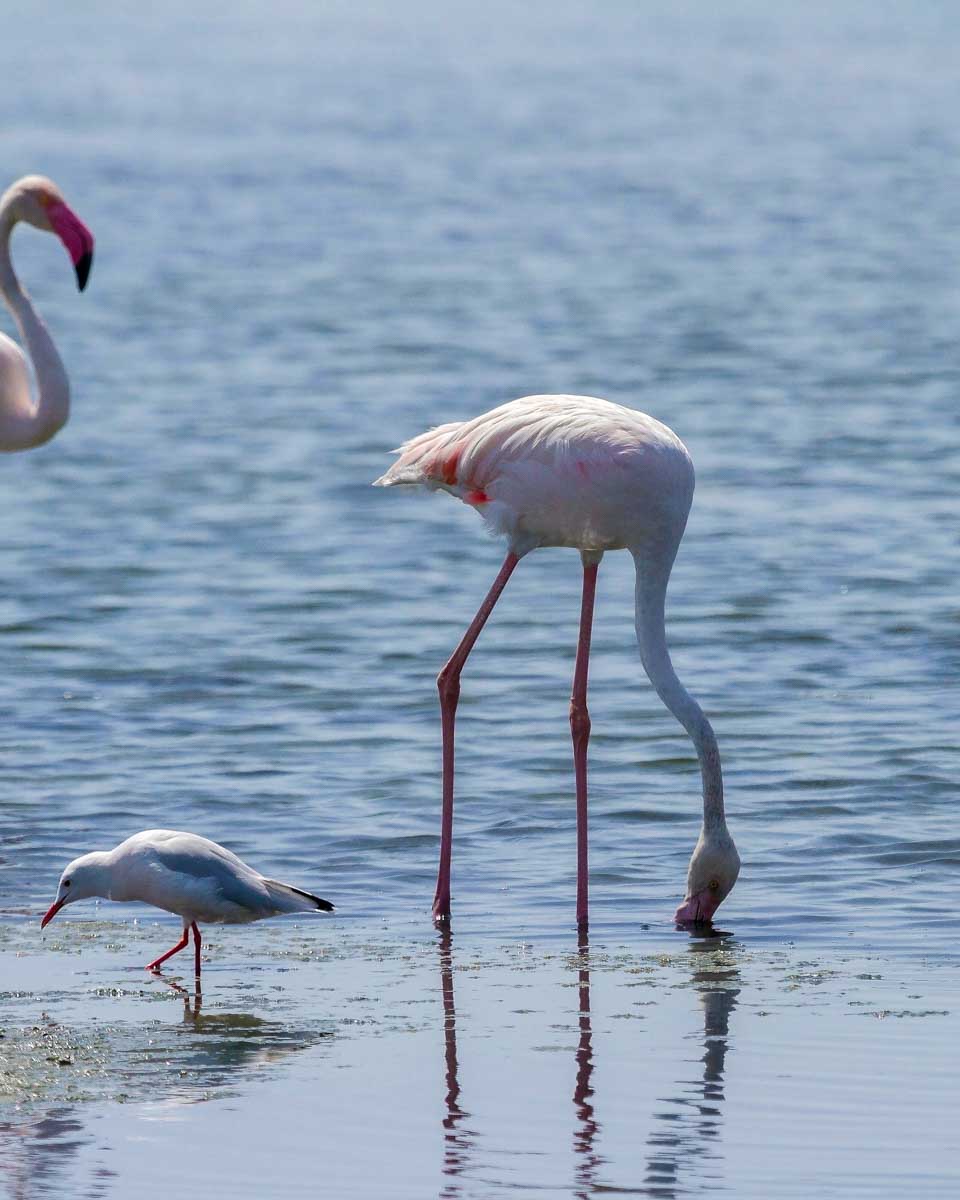 Flamingos-seen-on-a-segway-birdwatching-tour-of-Ria-Formosa-Natural-Park-on-a-tour-from-Faro-Portugal