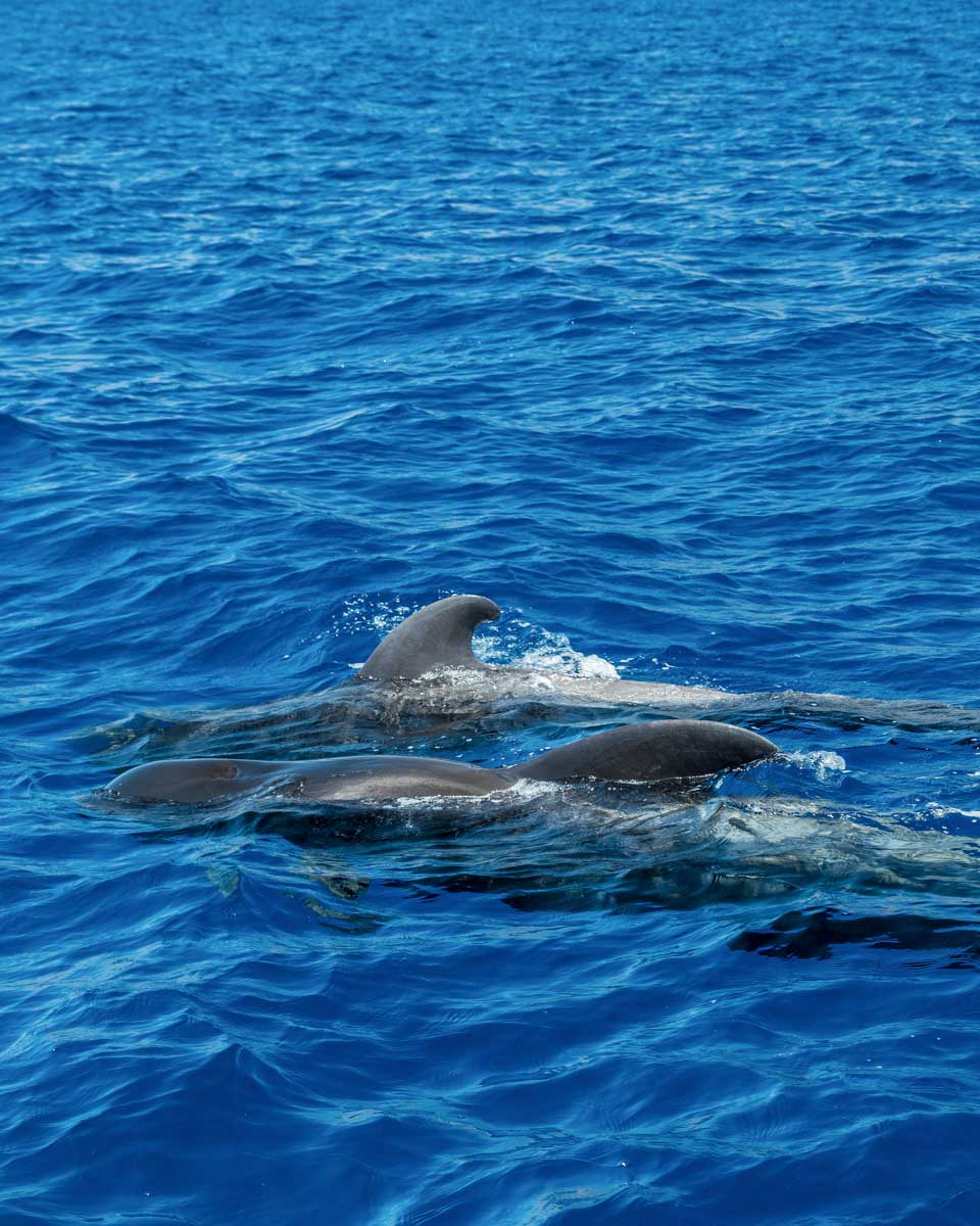 Pilot-Whales-seen-on-a-tour-from-Tenerife Spain