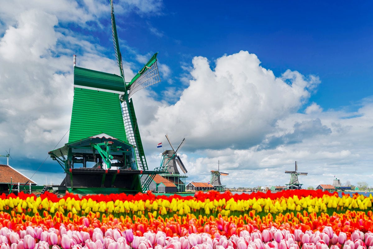 Tulips and windmill in Netherlands