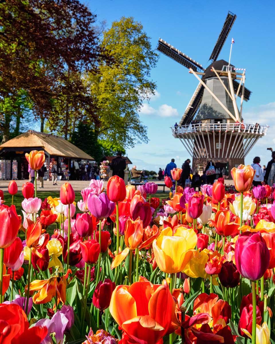 Tulips at Keukenhof Garden in the Netherlands (1)