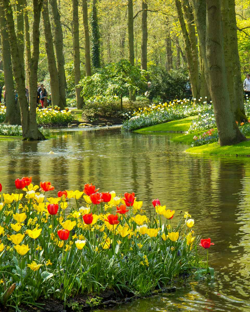 Tulips at Keukenhof Garden in the Netherlands (2)