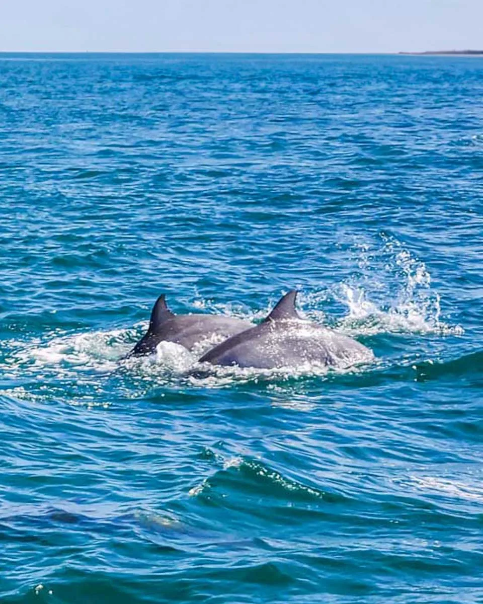 Two-dolphins-swim-on-a-tour-from-Albufeira-Portugal.jpg