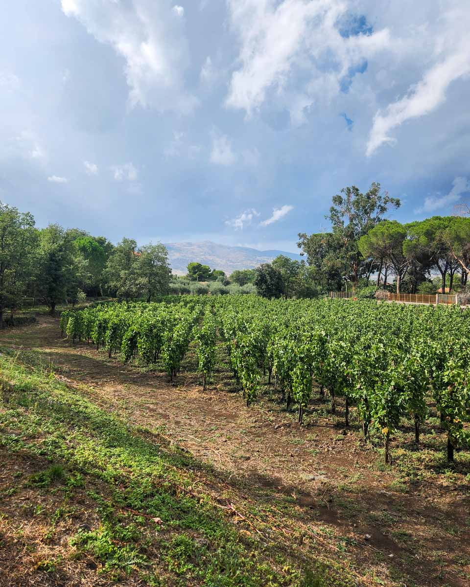 Vineyards outside of Siena Italy