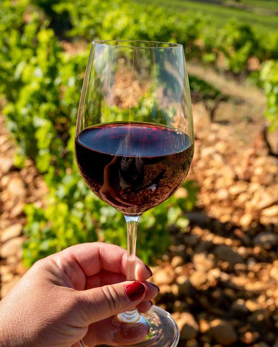 Wine-drank-on-a-tour-from Frankfurt Germany