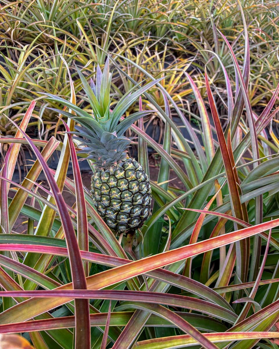 A-pineapple-at-Arruda Pineapple Plantation in Sao Miguel Portugal