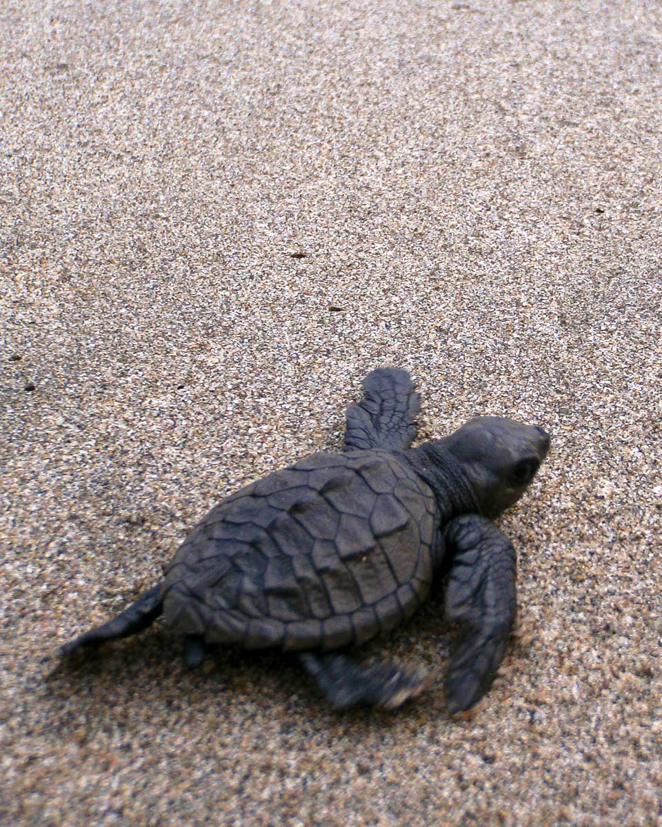 Baby-turtle-seen-on Lara Beach Cyprus