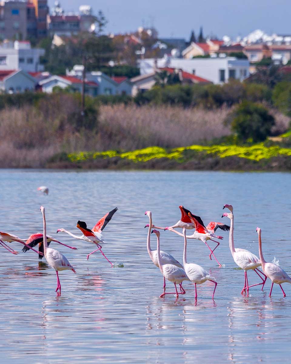 Flamingos on the salt lake in Larnaca Cyprus