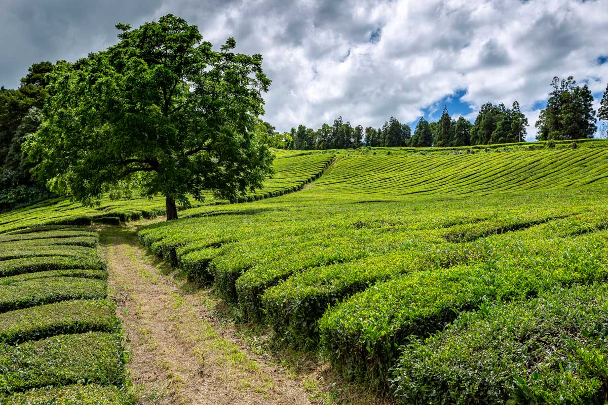 Gorreana Tea Plantation in Sao Miguel Portugal