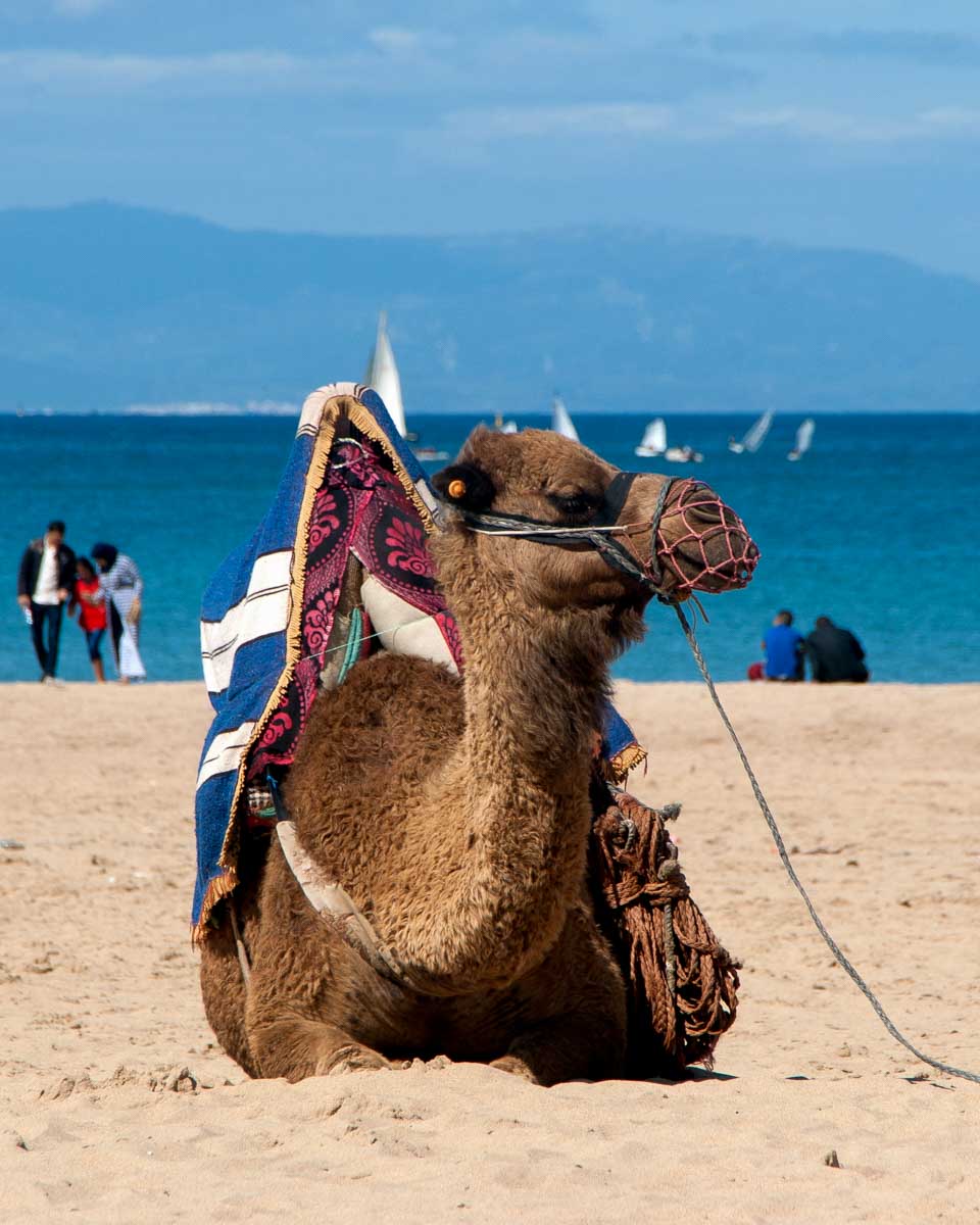 A-camel-on-the-beach-in-in-Tangier-Morocco-seen-on-a-tour-from-Cadiz Spain