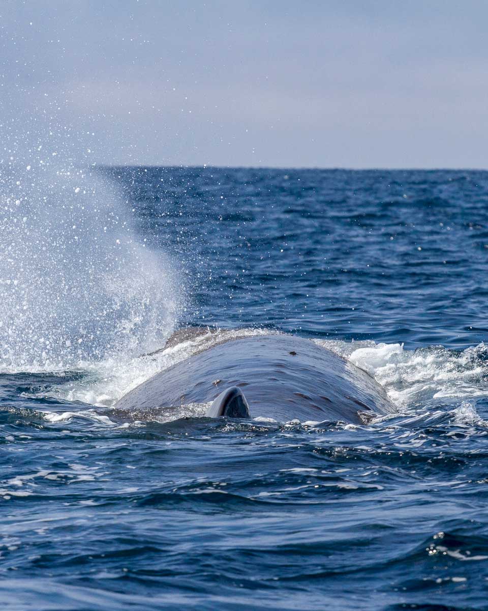 A-sperm-whale-seen-on-a-whale-watching-tour-in-Sao Miguel Portugal