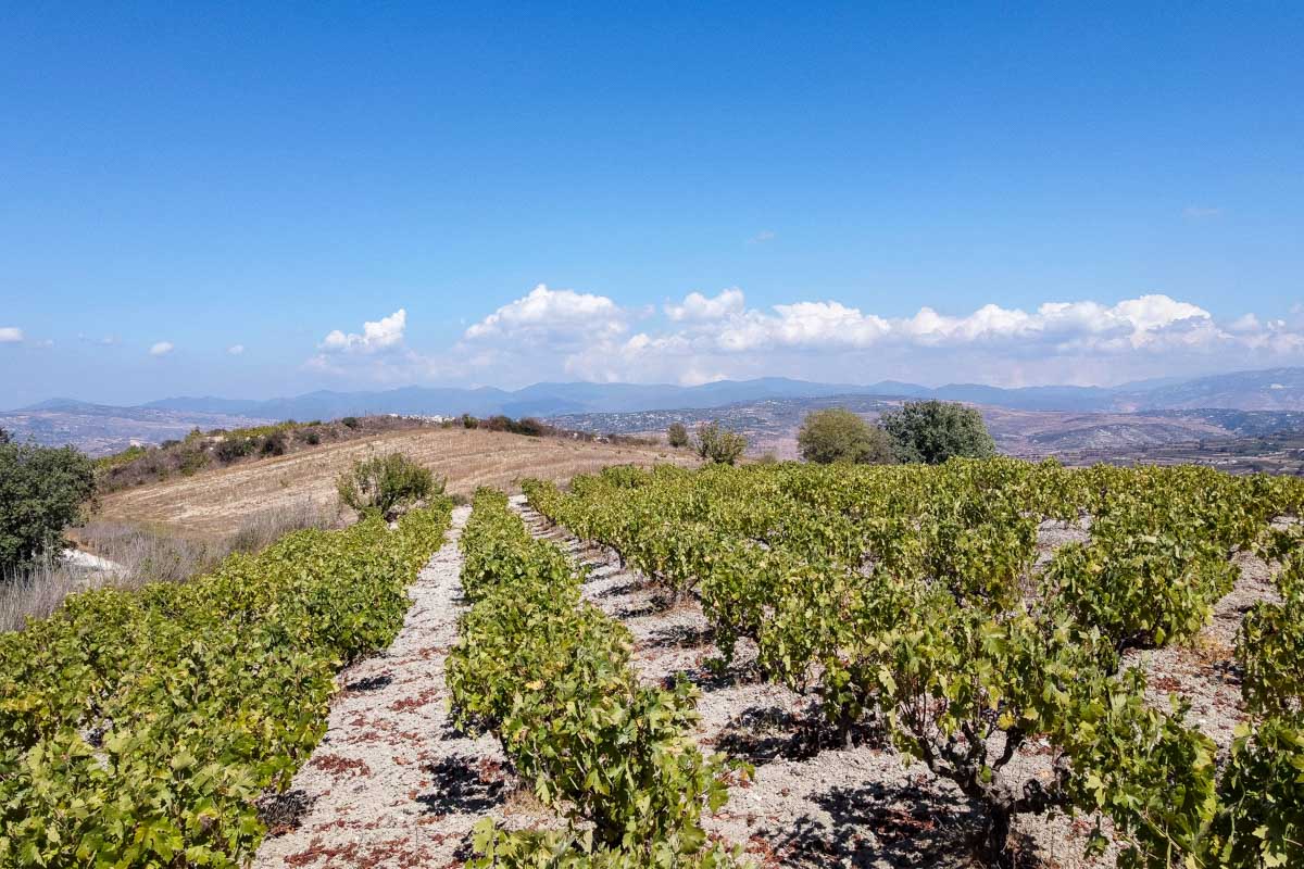 At a winery in the Troodos Mountains of Cyprus (2)