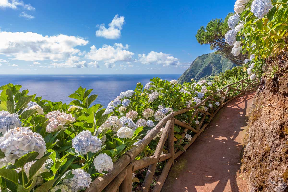 Coastal path with hydrangea in Sao Miguel, Azores Portugal