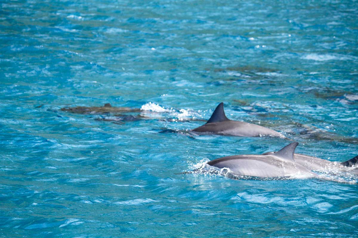 Dolphins-swimming-in-Marbella Spain on a sunny day