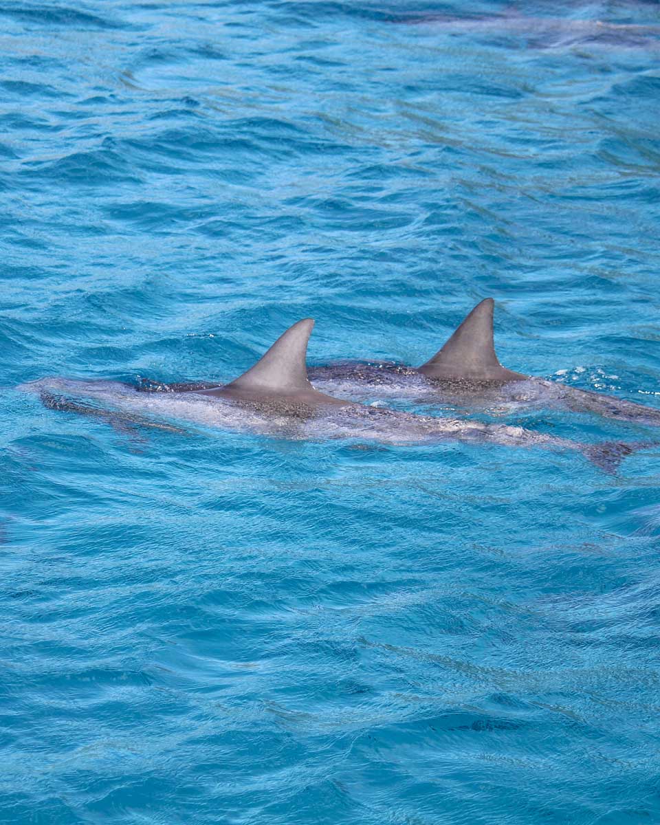 Dolphins-swimming-in-Marbella Spain