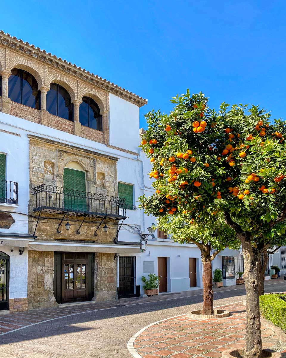Orange trees in Marbella Old Town Spain