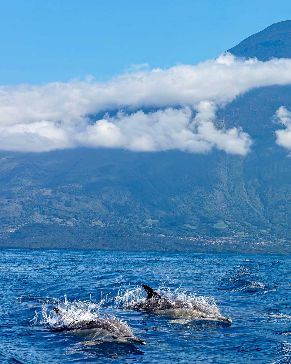 Pair of Common Dolphins in front of volcano Pico, Pico, Azores Portugal