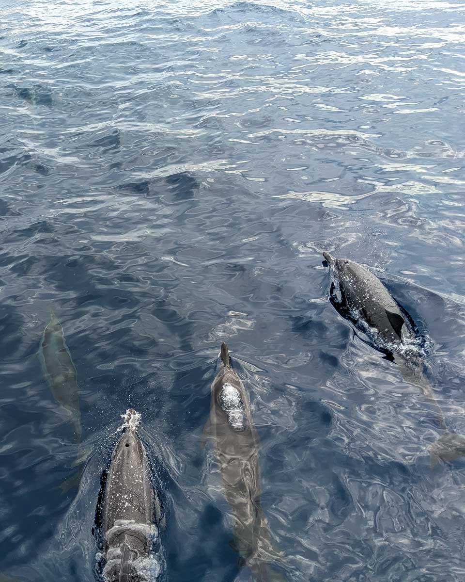 Several-dolphins-seen-on-a-tour-from-Marbella Spain
