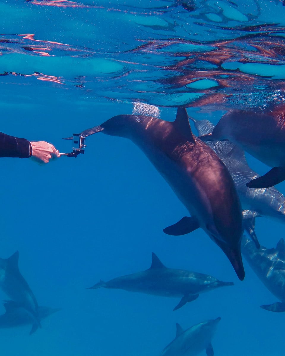 Swimming-with-dolphins-on-a-tour-from-Sao Miguel Portugal 1