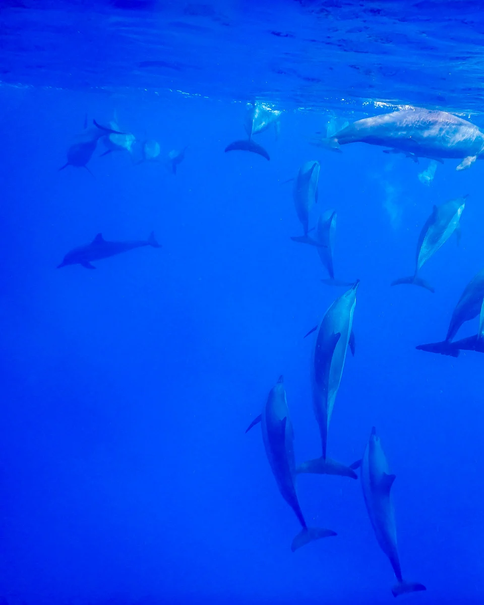 Swimming-with-dolphins-on-a-tour-from-Sao Miguel Portugal